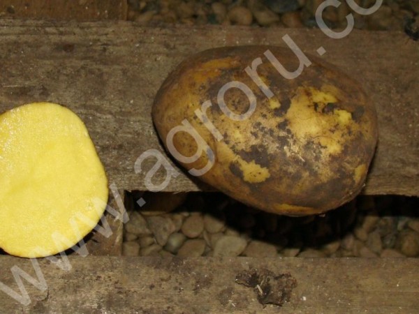 картофель