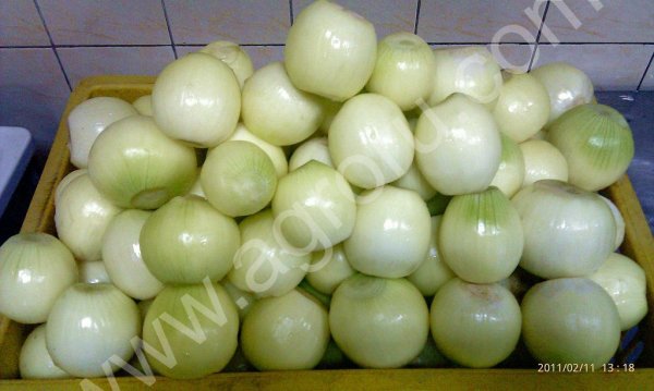 Лук репка очищенный