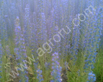 Синяк - семена