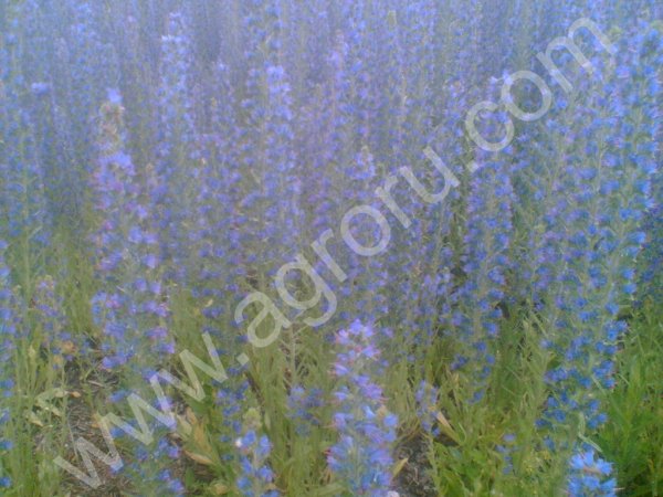 Синяк - семена