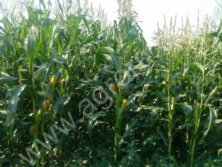 посевной материал кукурузы гибриды
