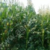 посевной материал кукурузы гибриды