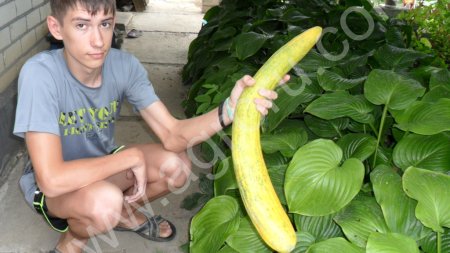 семена огурдыни, стевии, момордики, дыни-лопанки, домашнего горького перца