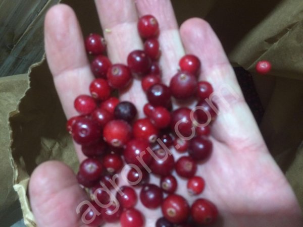 Клюква лесную замороженную