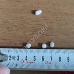 Сульфат аммония (гранула)