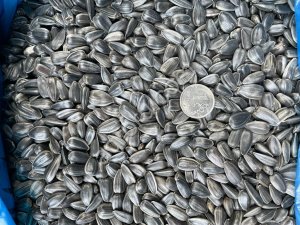 Кондитерская калиброванная семечка