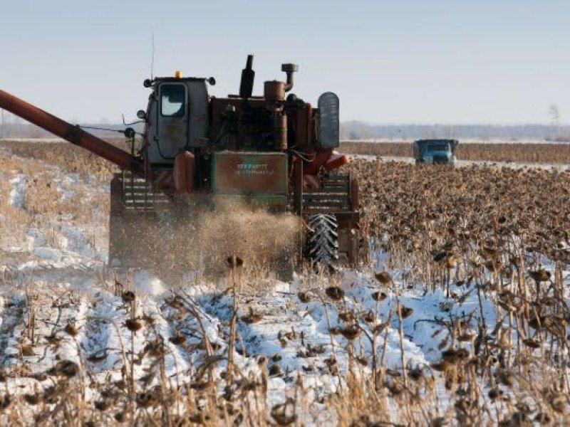 Краткий обзор рынка зерна
