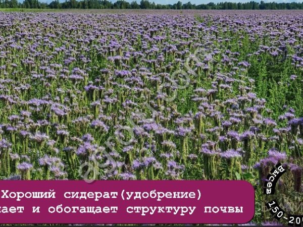 Семена фацелии ГОСТ