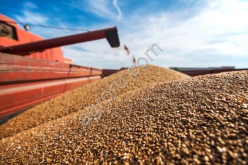 Краткий обзор рынка зерна