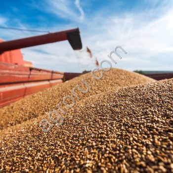 Краткий обзор рынка зерна