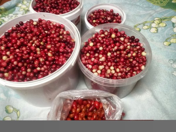 Шиповник свежий