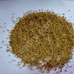 Горчица жёлтая