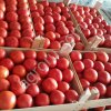 Томаты оптом