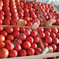 Томаты оптом