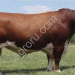 Крупнорогатый Скот КРС