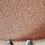 Семена чечевицы красной