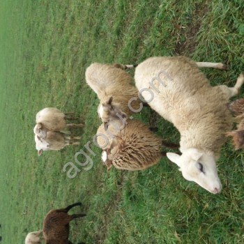 Ярки овечки помесь романовской и катумской породы, порода Романовская,  Ярка