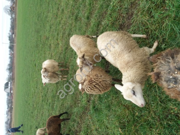 Ярки овечки помесь романовской и катумской породы