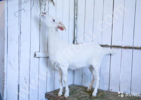 Козлики и козы зааненские