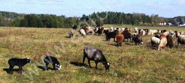 молодая баранина