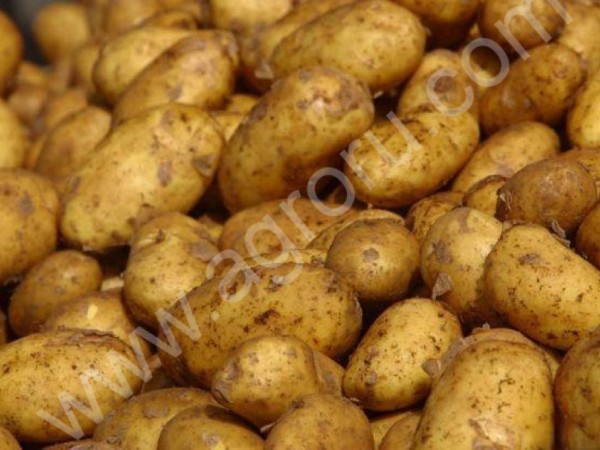 Картофель - урожай 2015 г