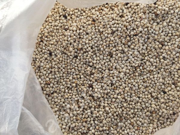 сорго белое