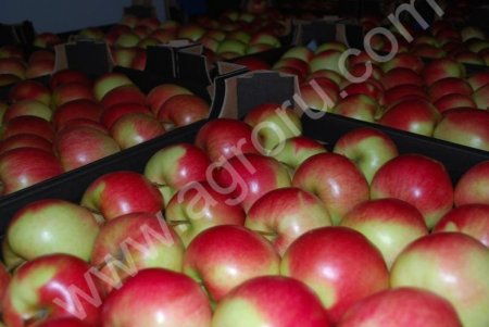 Яблоки оптом с дисконтом