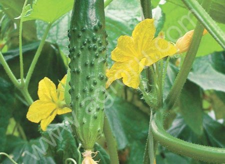 огурец  пчелоопыляемый, сорт АТЛЕТ.