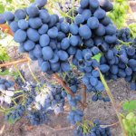 Саженцы и черенки винограда