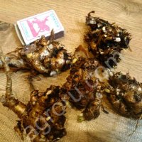 родиола розовая. Побеги родиолы для посадки.