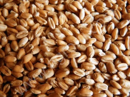 Пшеница 3,4,5 класса