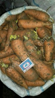 Морковь элитных сортов