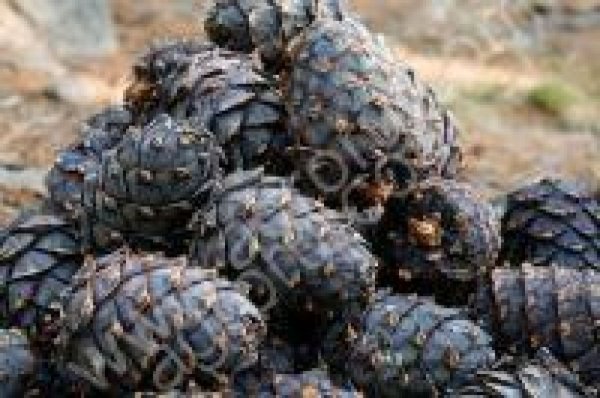 КЕДРОВЫЙ ОРЕХ