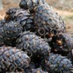 КЕДРОВЫЙ ОРЕХ