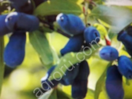 Саженцы жимолости съедобной