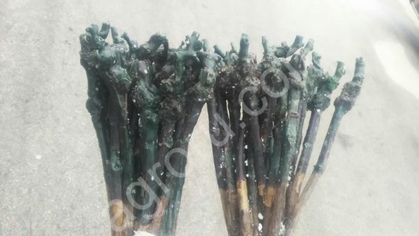 Саженцы винограда - технических и столовых сортов