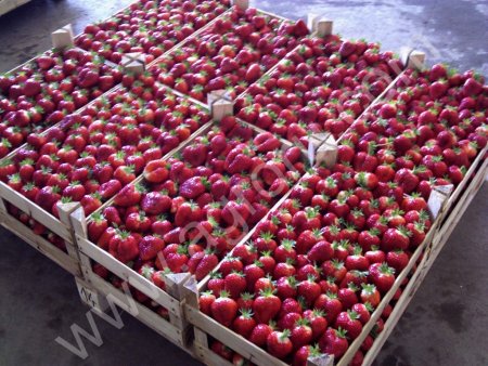 клубника ОПТ 2018