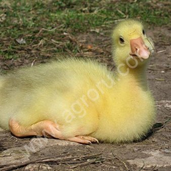 Гусята породы Линда