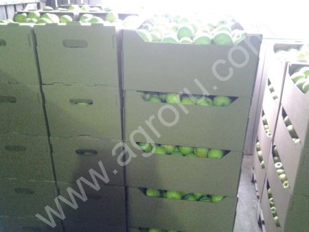 Яблоко Симиренко