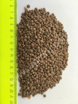 чечевица красная