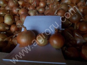 Лук оптом от КФХ