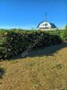 Сосна Живая Новогодняя оптом