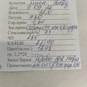 Пшеница твердая