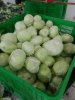 Капуста свежая оптом от производителя (Сызранский район, Самарская область)