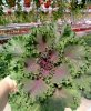Декоративная капуста