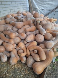 Тыква