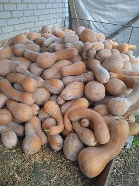 Тыква