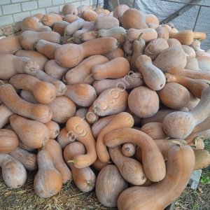Тыква