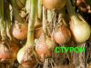 Семена лука Стурон.Озимый лук.