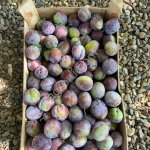 Слива Кабардинская ранняя оптом из сада.